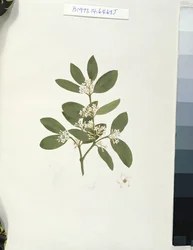 Dessin botanique, illustration de Quarante et un dessins botaniques avec notes